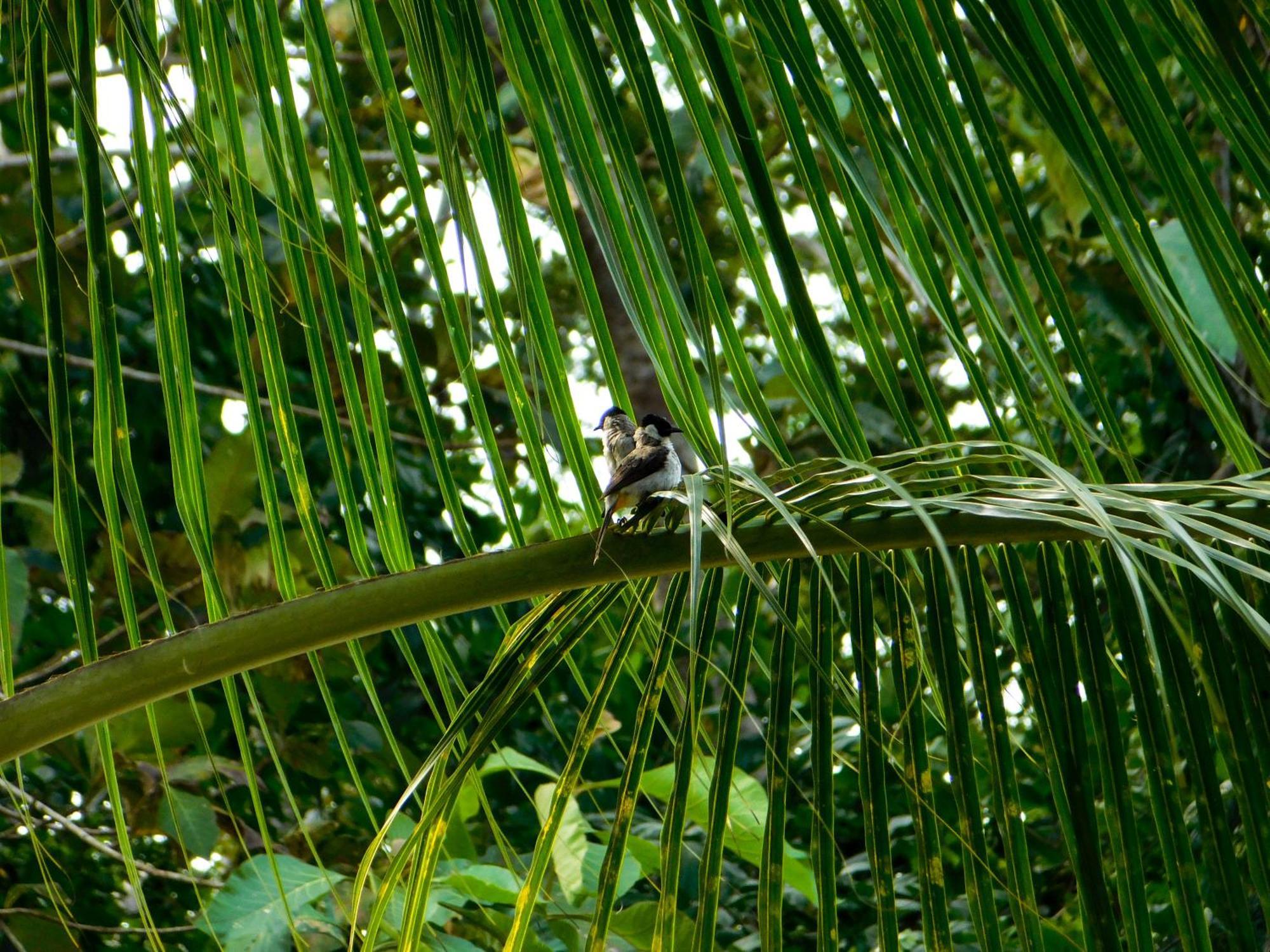 Rnv Eco Resort Bungalows Batukaras Extérieur photo